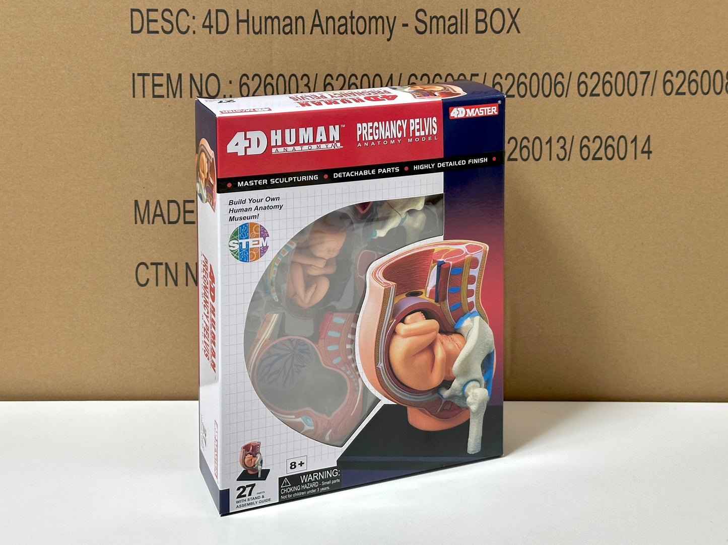 4D Master 626012 Pregnancy Pelvis 妊娠骨盤 人体解剖モデル 1:3.8