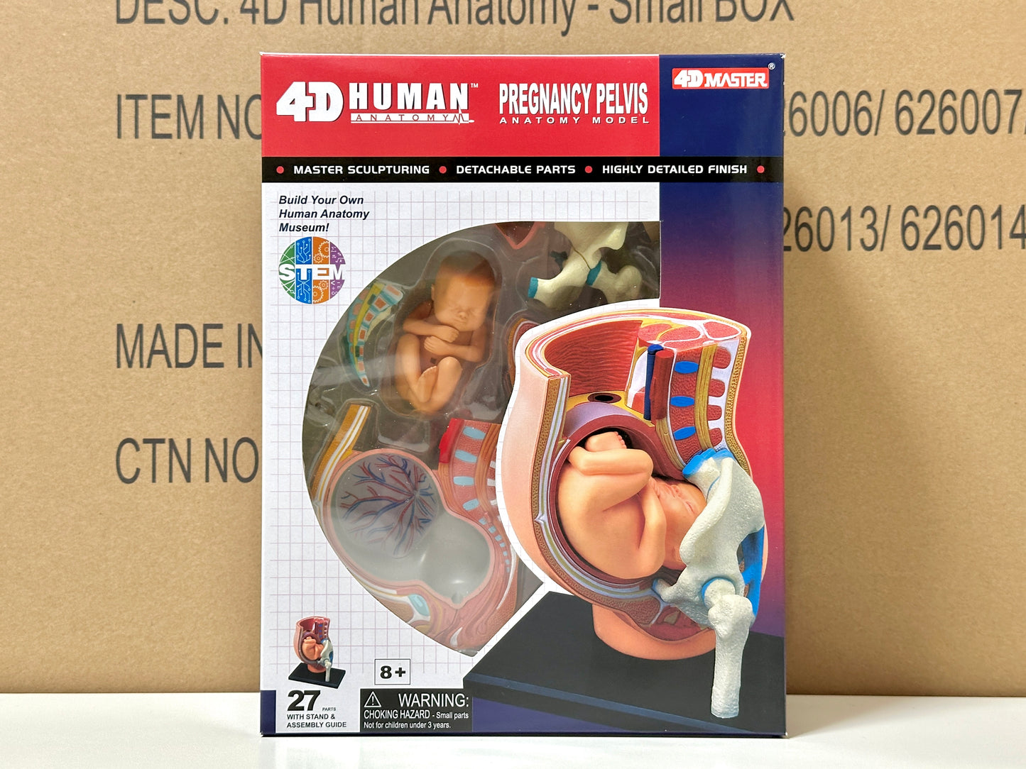 4D Master 626012 Pregnancy Pelvis 妊娠骨盤 人体解剖モデル 1:3.8