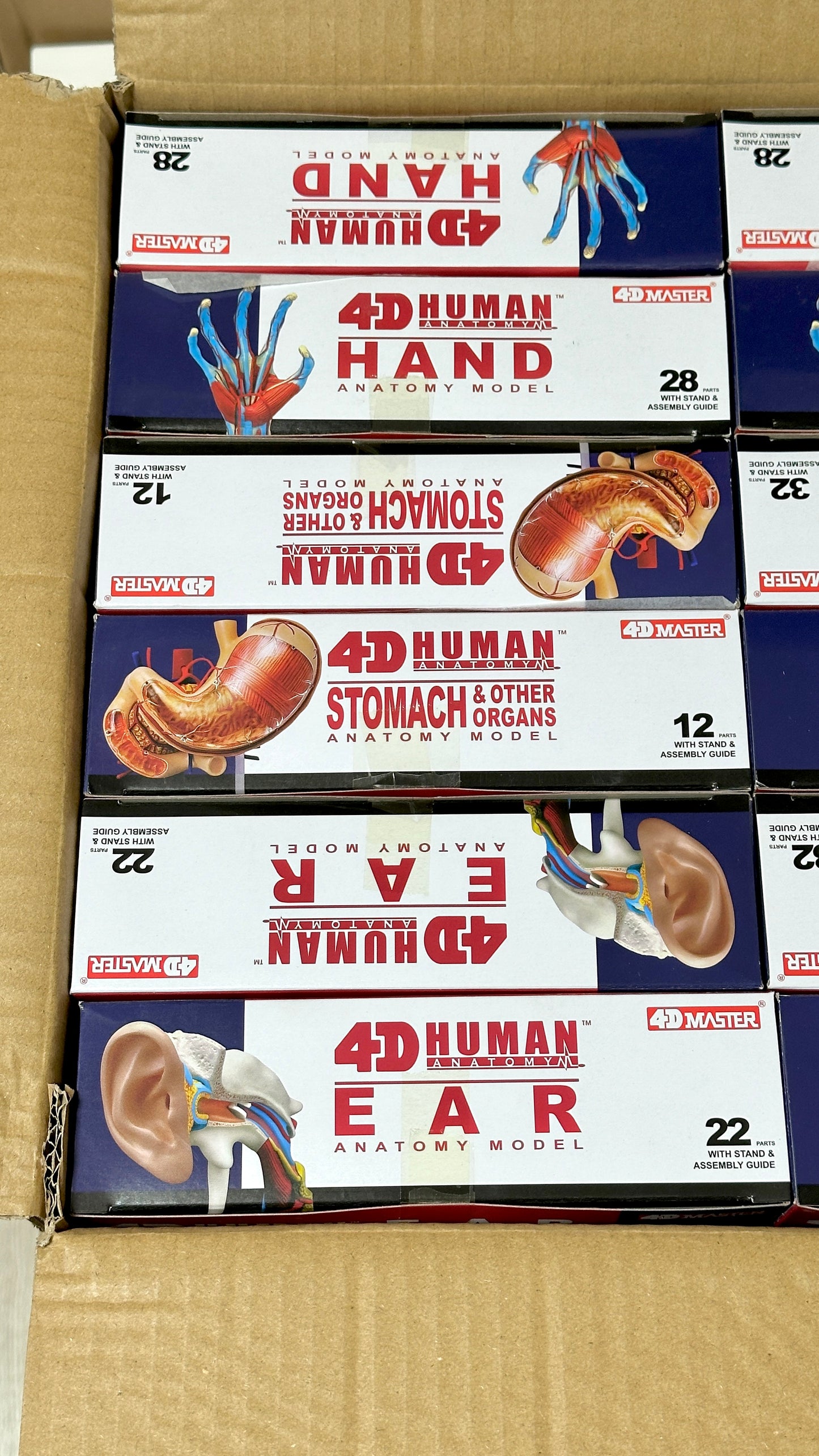 4D Master 626014 Stomach & other organs 胃 人体解剖モデル 1:1.7