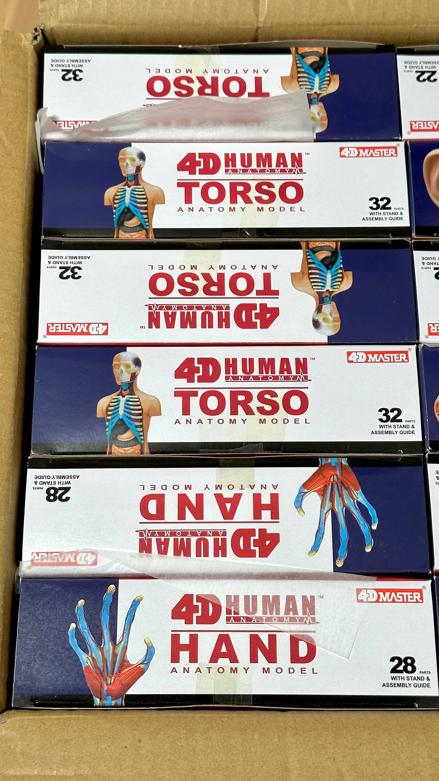 4D Master 626003 Torso 人体胴体 解剖モデル 1:8