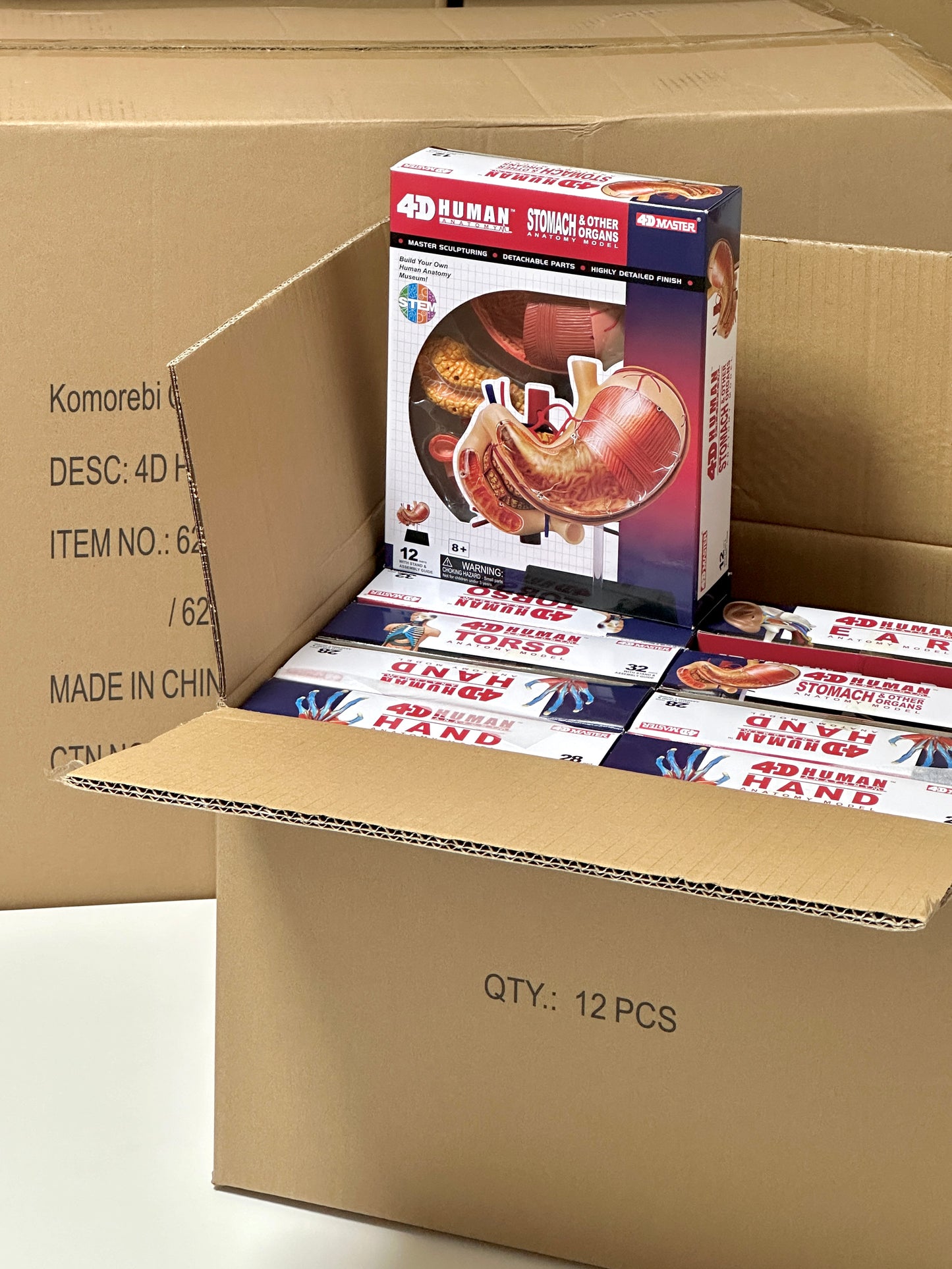 4D Master 626014 Stomach & other organs 胃 人体解剖モデル 1:1.7