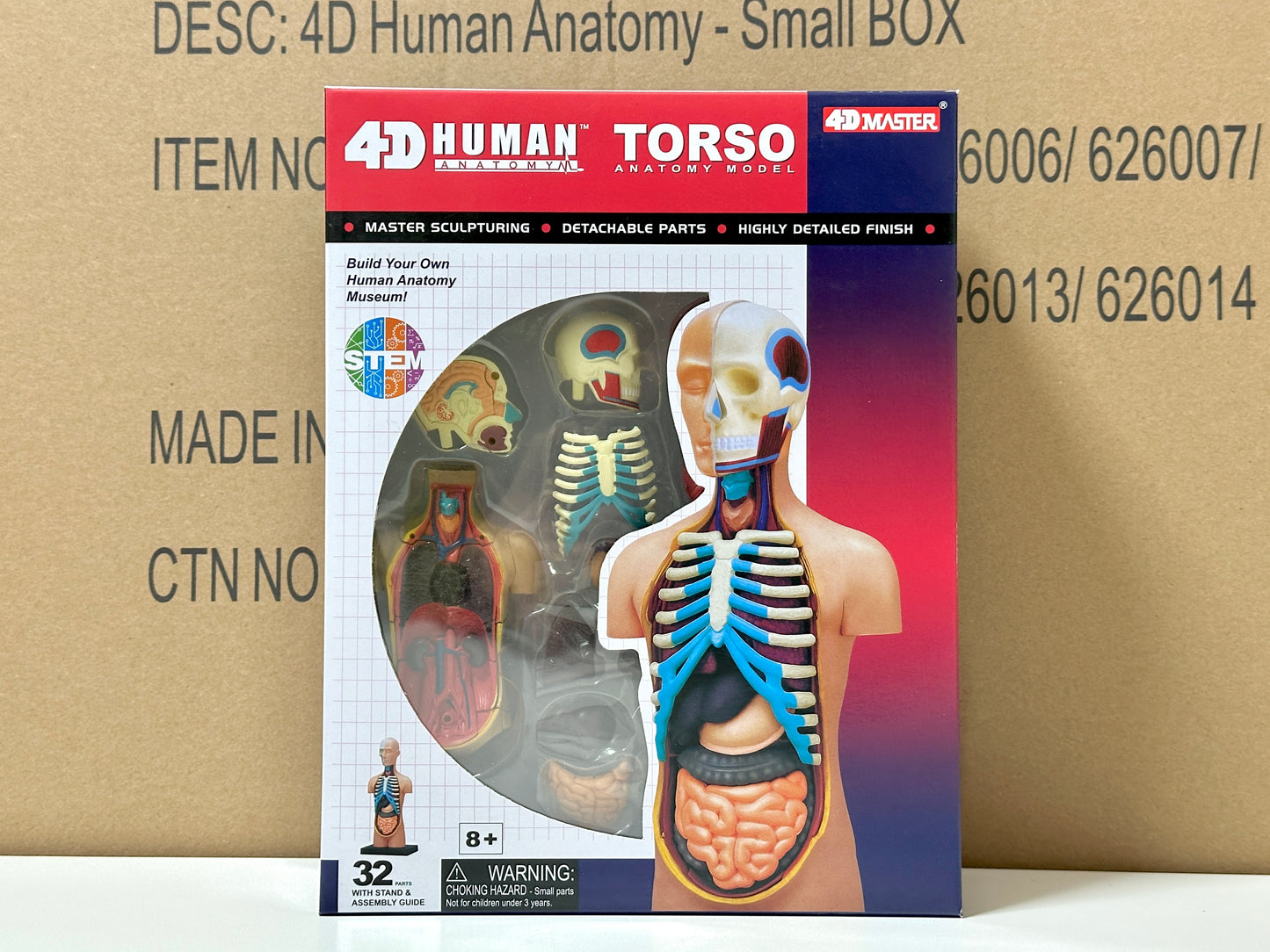 4D Master 626003 Torso 人体胴体 解剖モデル 1:8