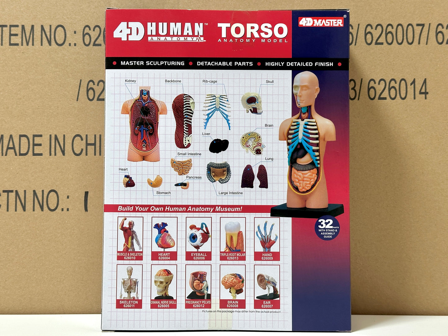 4D Master 626003 Torso 人体胴体 解剖モデル 1:8