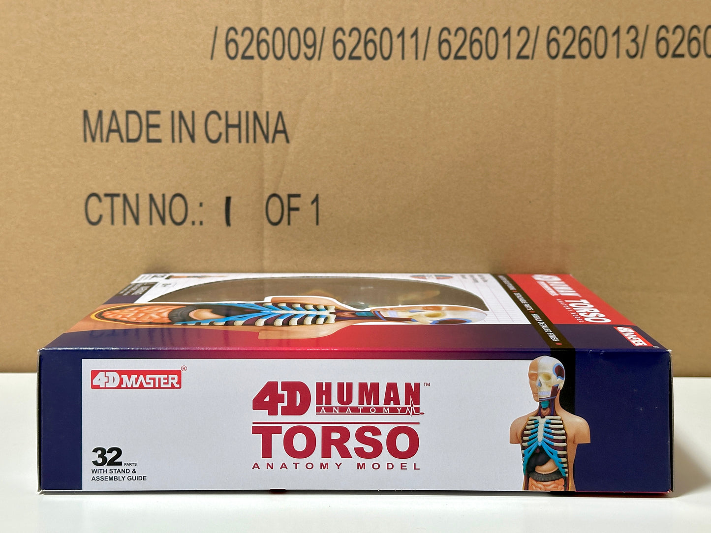 4D Master 626003 Torso 人体胴体 解剖モデル 1:8