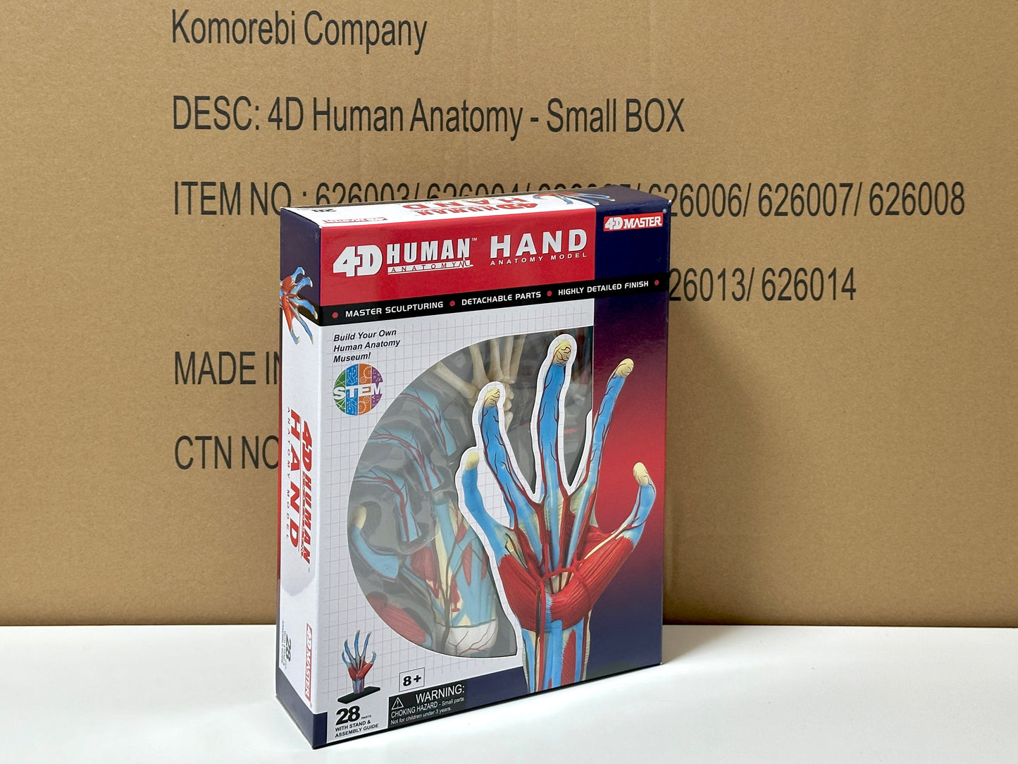4D Master 626009 Hand 手 人体解剖モデル 1:2