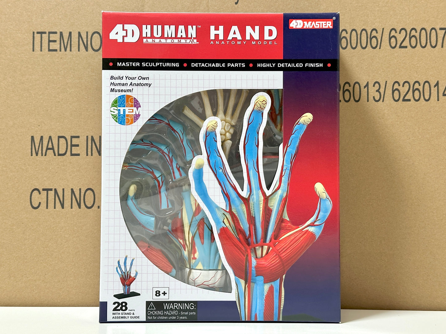 4D Master 626009 Hand 手 人体解剖モデル 1:2