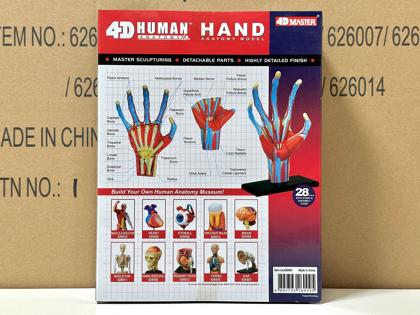 4D Master 626009 Hand 手 人体解剖モデル 1:2