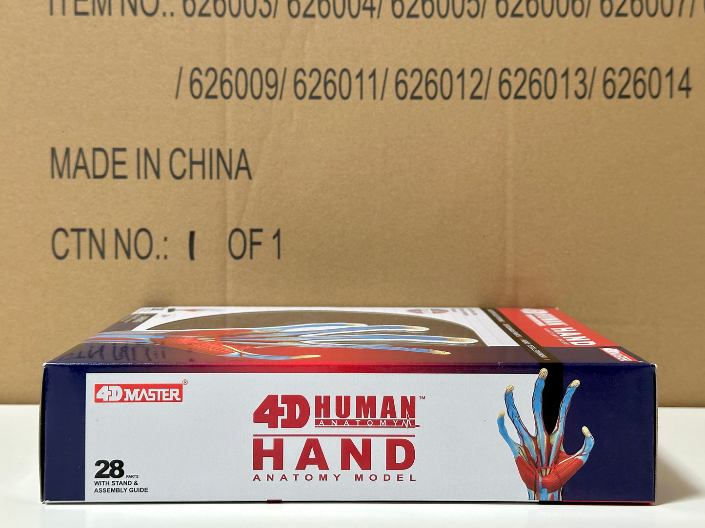 4D Master 626009 Hand 手 人体解剖モデル 1:2