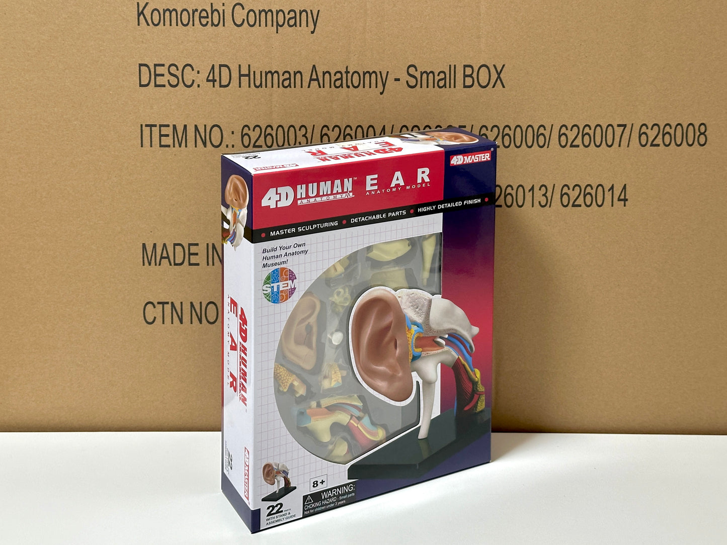 4D Master 626007 Ear 耳 人体解剖モデル 1:1.3