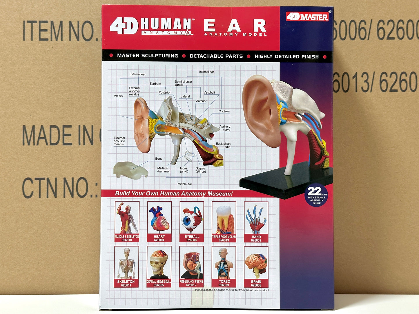 4D Master 626007 Ear 耳 人体解剖モデル 1:1.3