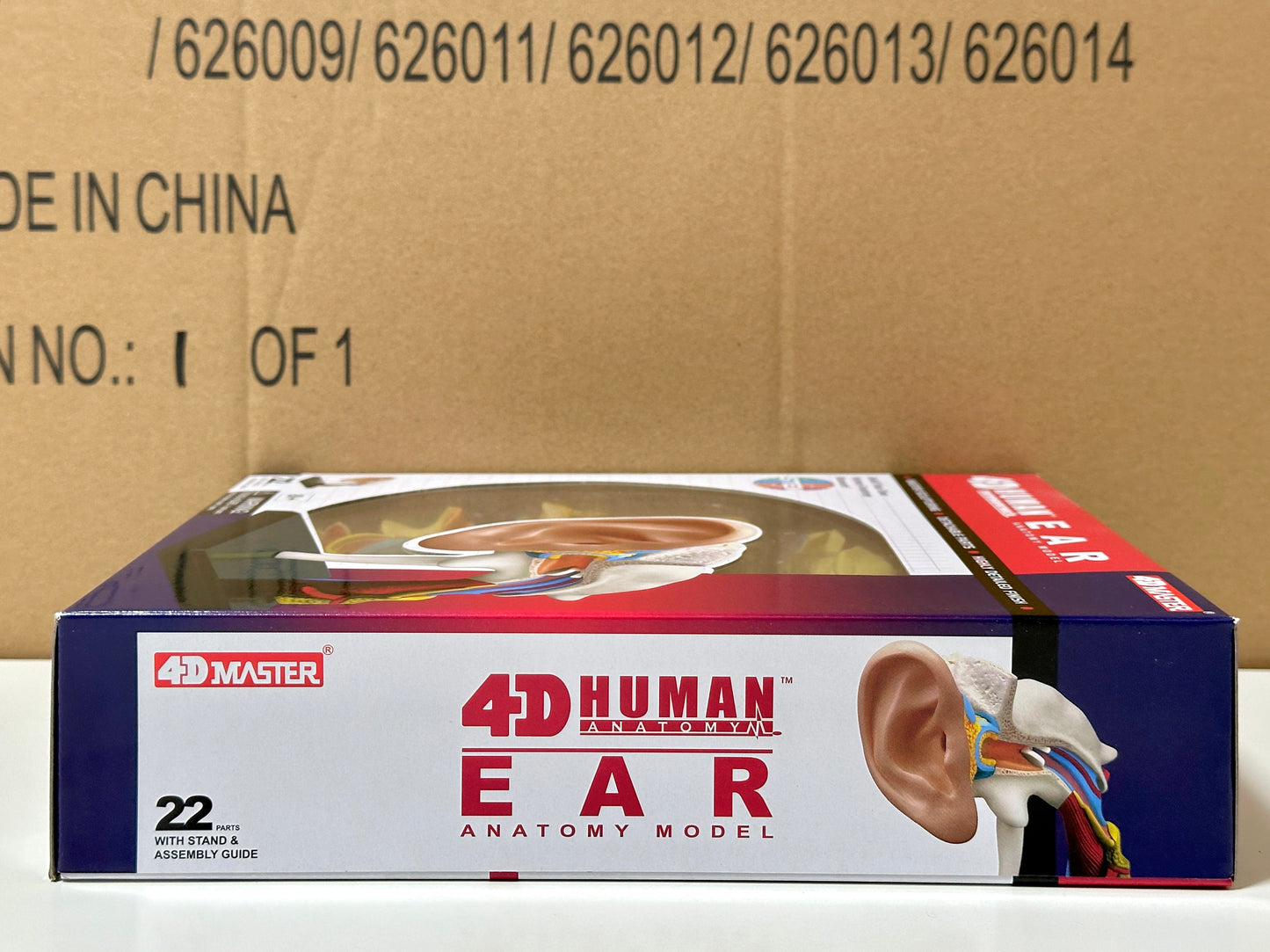 4D Master 626007 Ear 耳 人体解剖モデル 1:1.3