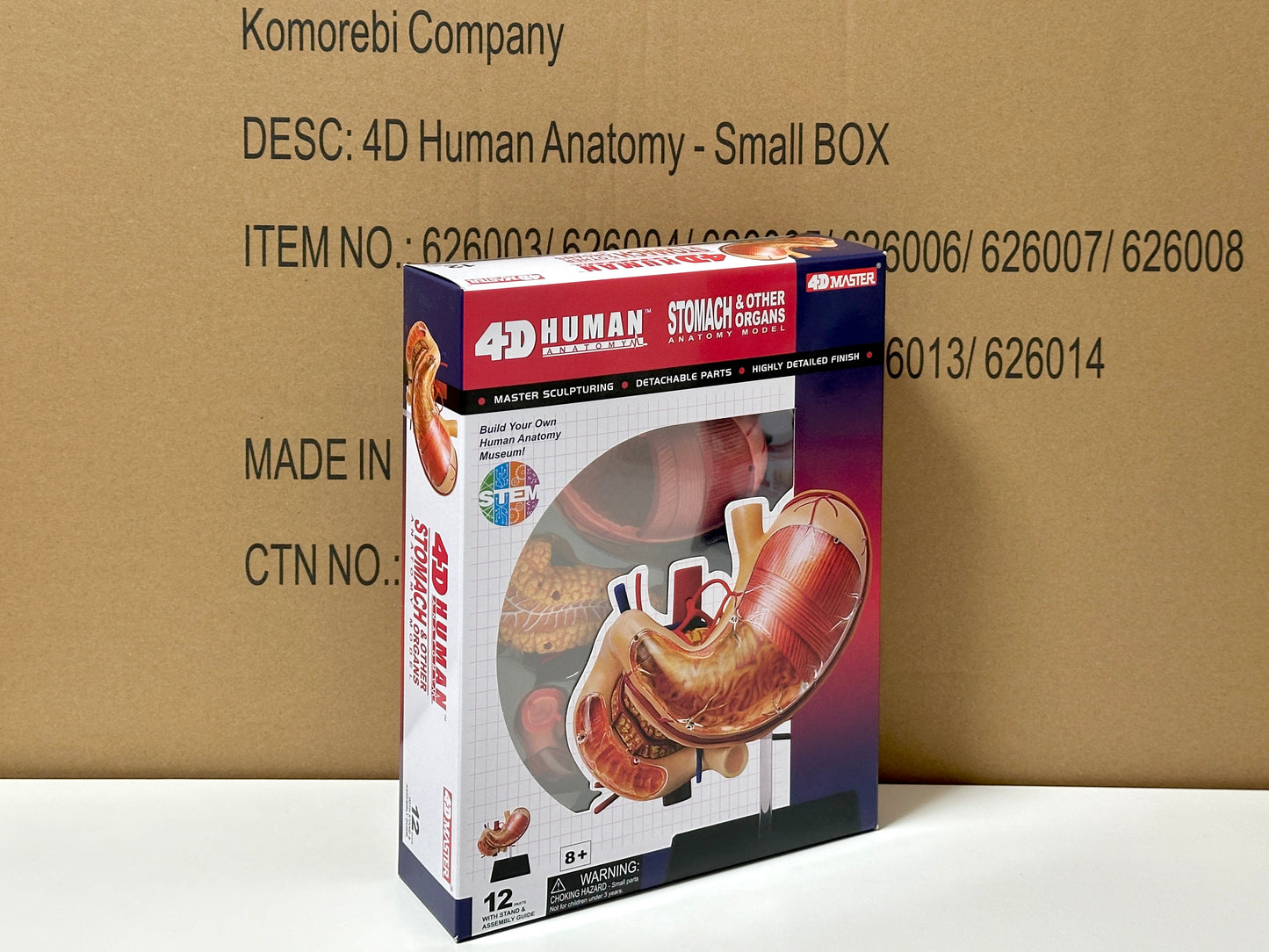4D Master 626014 Stomach & other organs 胃 人体解剖モデル 1:1.7