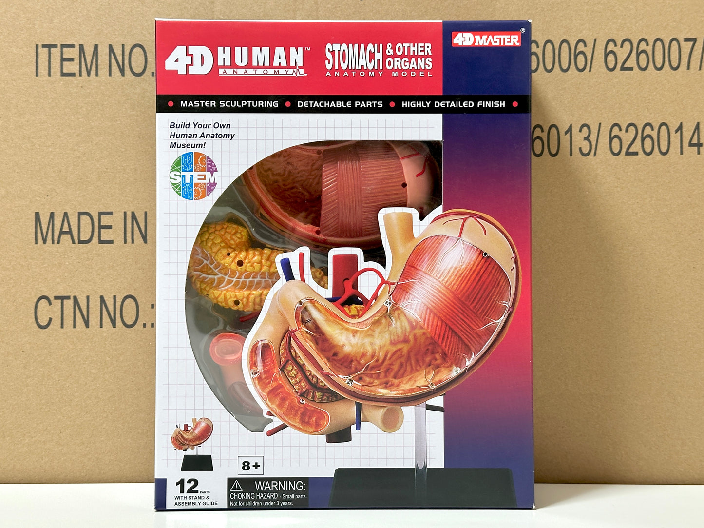 4D Master 626014 Stomach & other organs 胃 人体解剖モデル 1:1.7