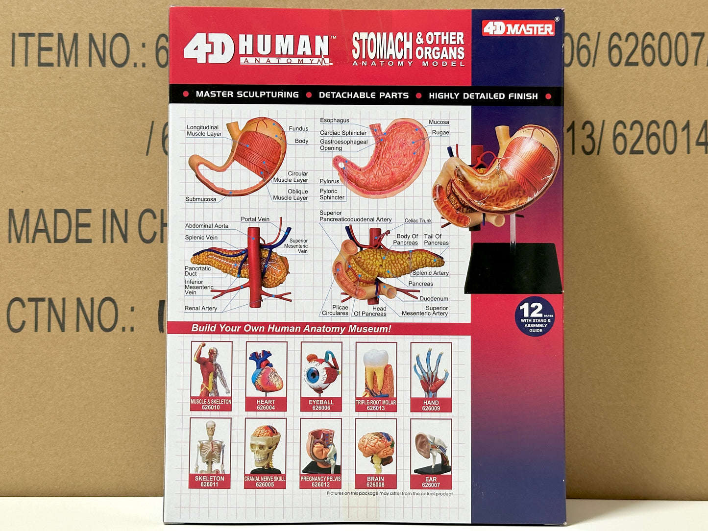 4D Master 626014 Stomach & other organs 胃 人体解剖モデル 1:1.7