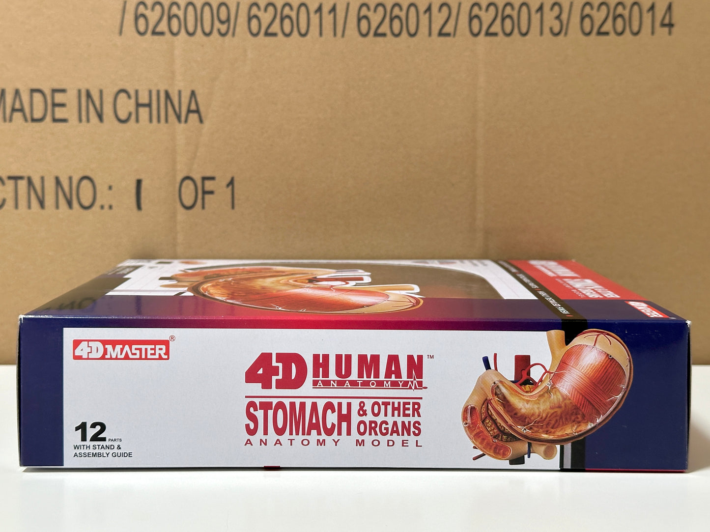 4D Master 626014 Stomach & other organs 胃 人体解剖モデル 1:1.7