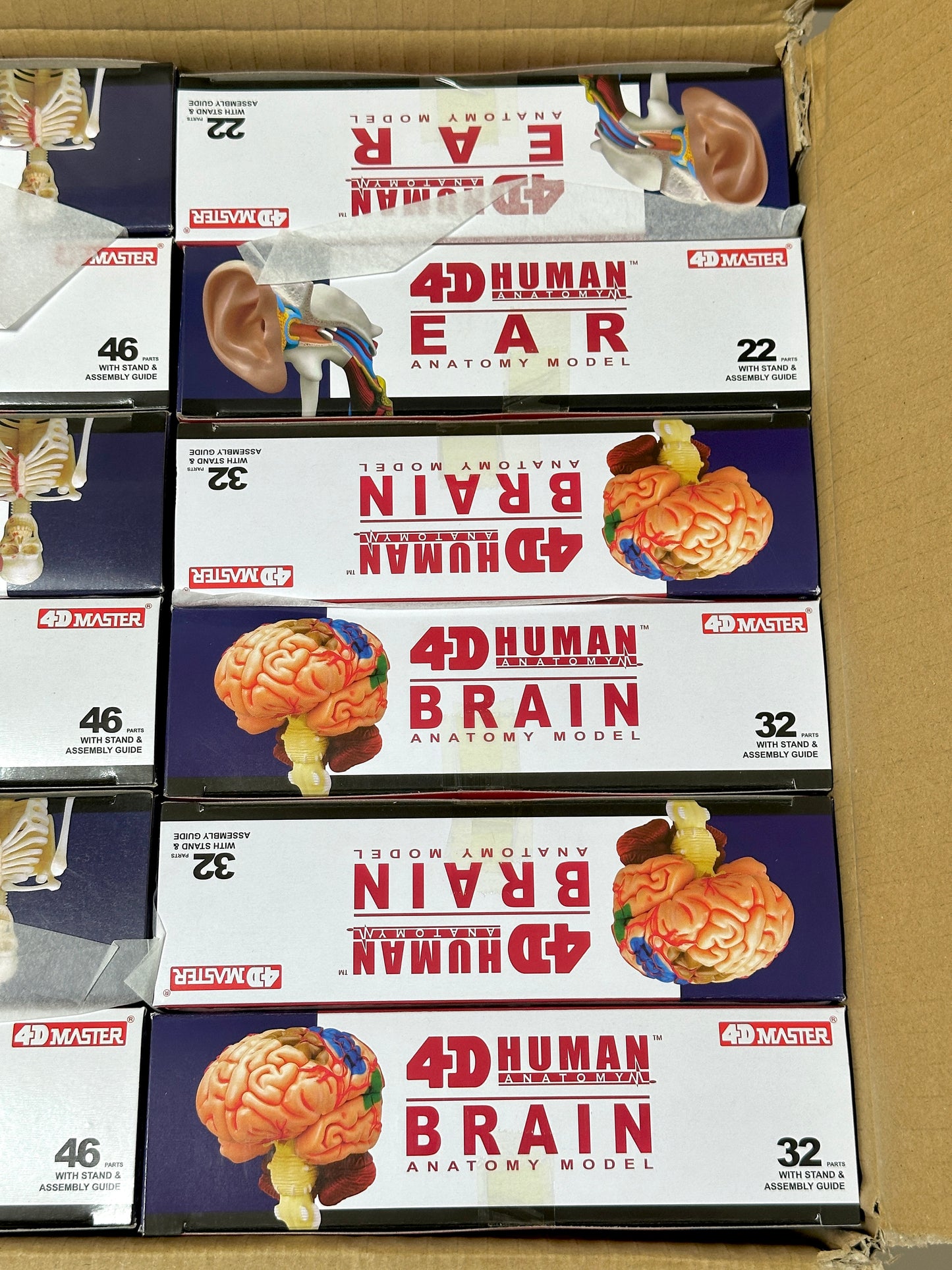 4D Master 626008 Brain 人間の脳 人体解剖モデル 1:2.5