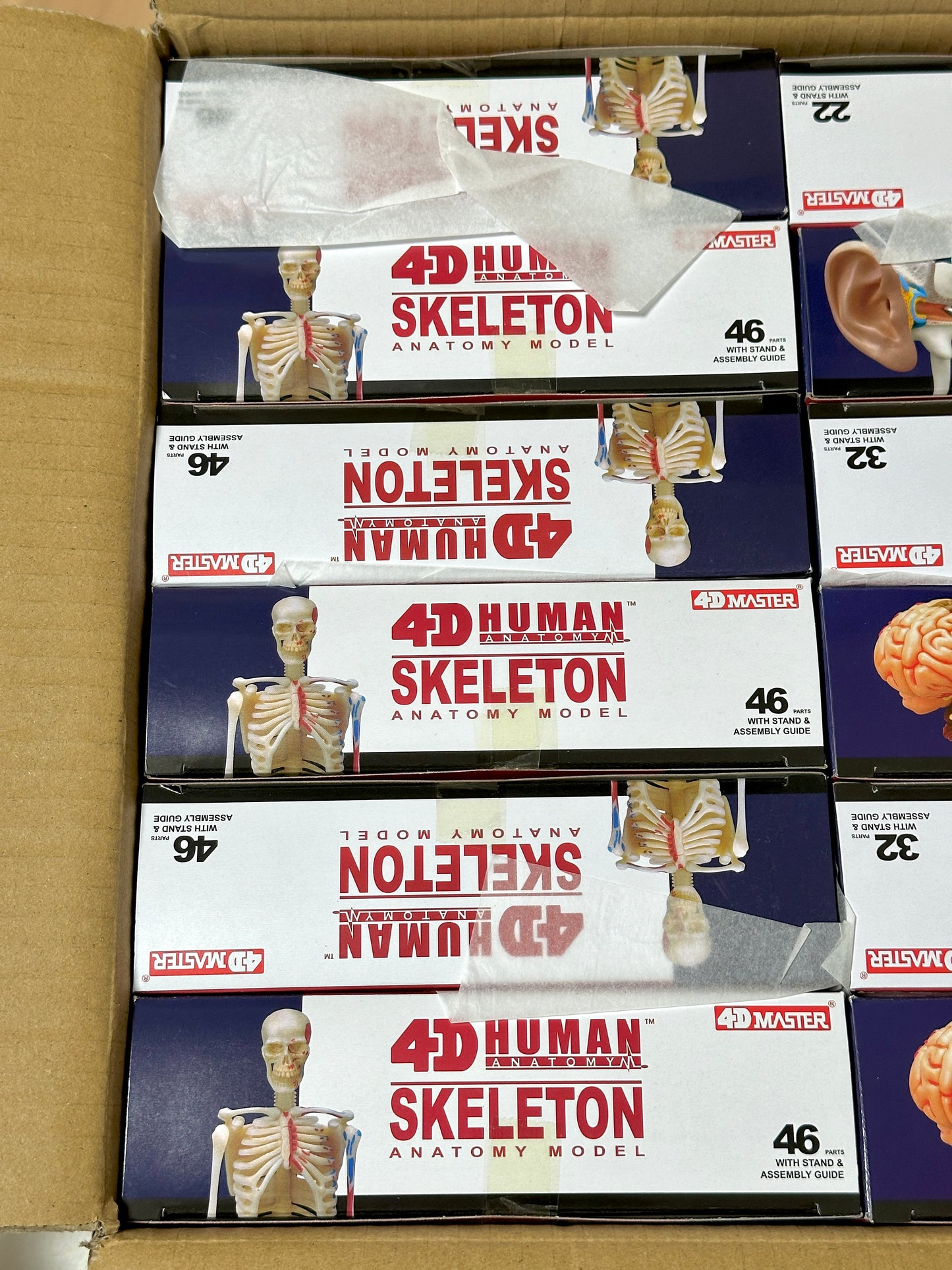 4D Master 626011 Skeleton 人間の骨格 人体解剖モデル 1:8