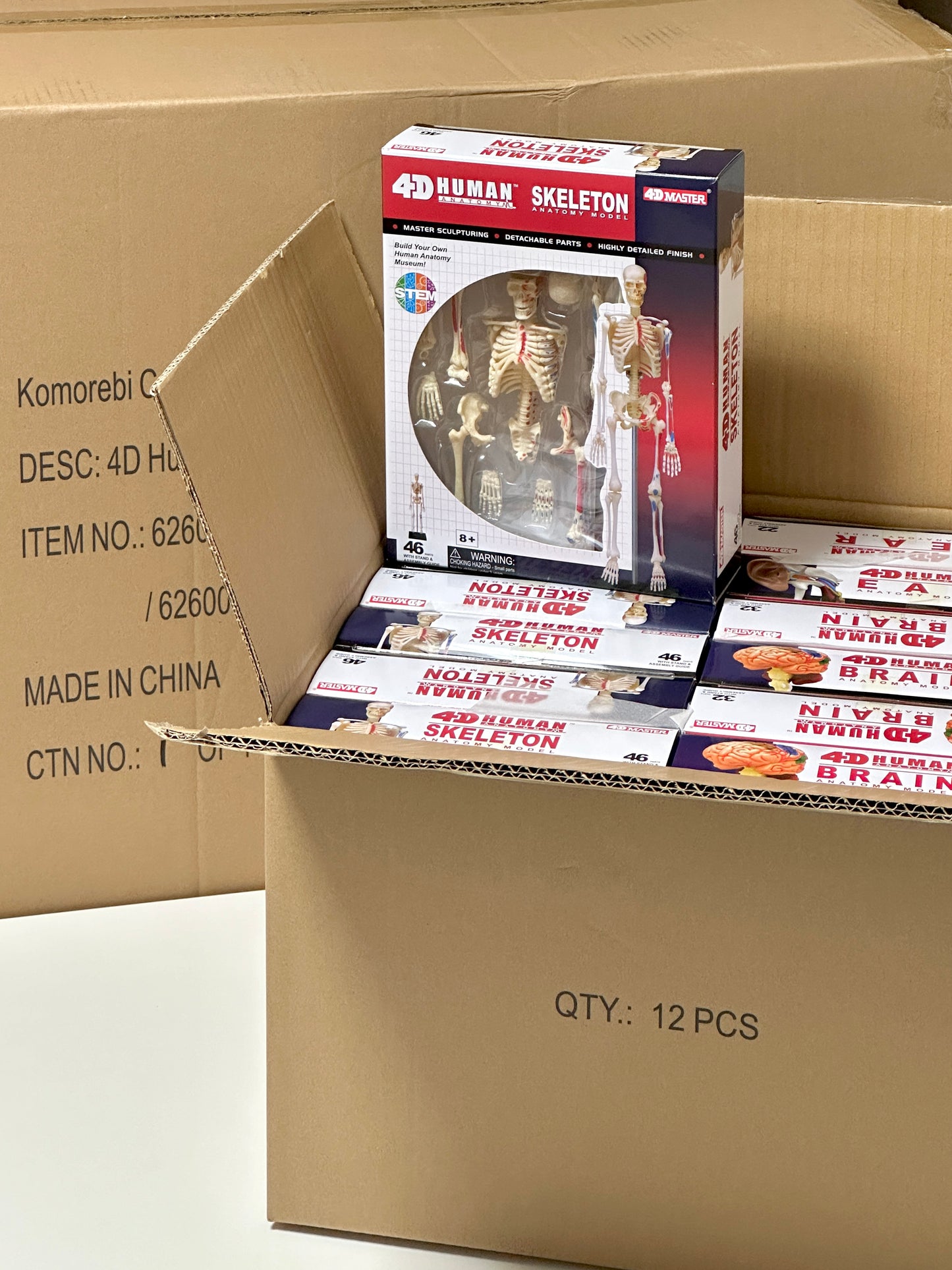 4D Master 626011 Skeleton 人間の骨格 人体解剖モデル 1:8