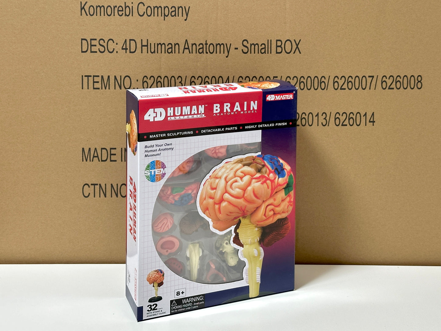4D Master 626008 Brain 人間の脳 人体解剖モデル 1:2.5