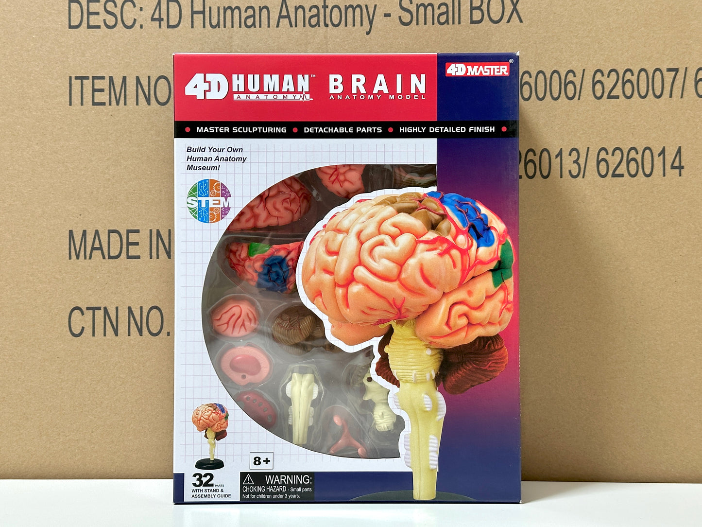 4D Master 626008 Brain 人間の脳 人体解剖モデル 1:2.5
