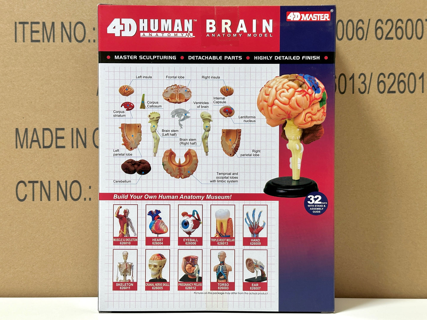 4D Master 626008 Brain 人間の脳 人体解剖モデル 1:2.5