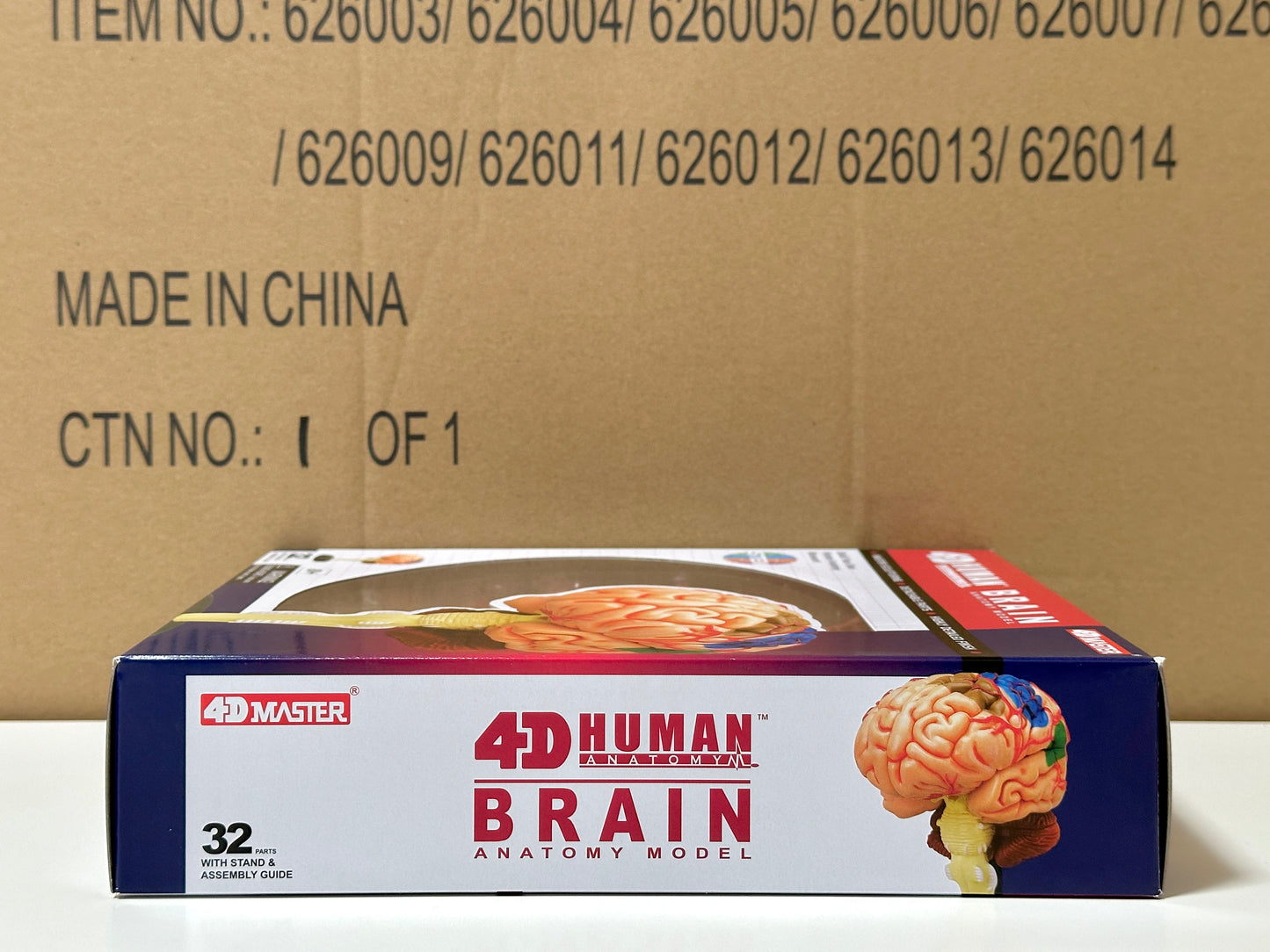 4D Master 626008 Brain 人間の脳 人体解剖モデル 1:2.5
