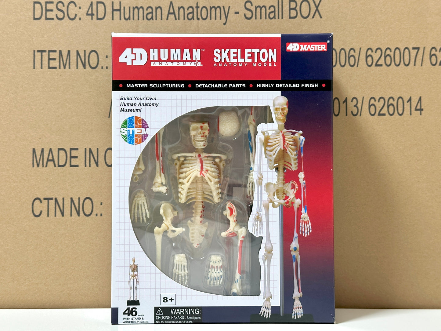 4D Master 626011 Skeleton 人間の骨格 人体解剖モデル 1:8