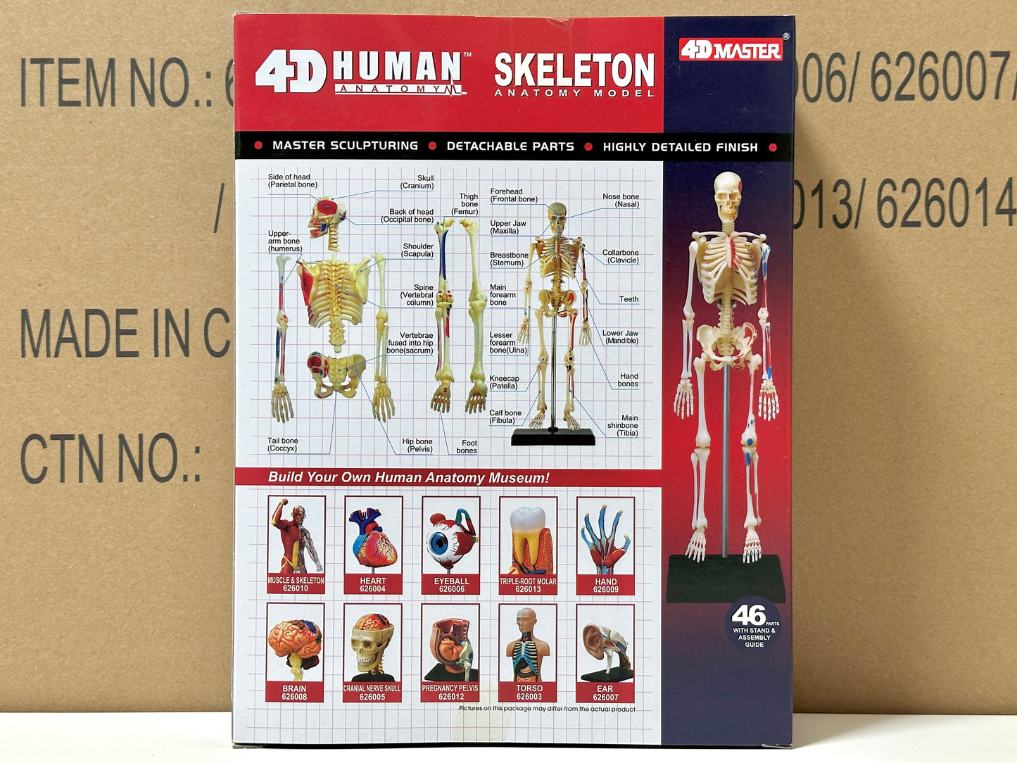4D Master 626011 Skeleton 人間の骨格 人体解剖モデル 1:8