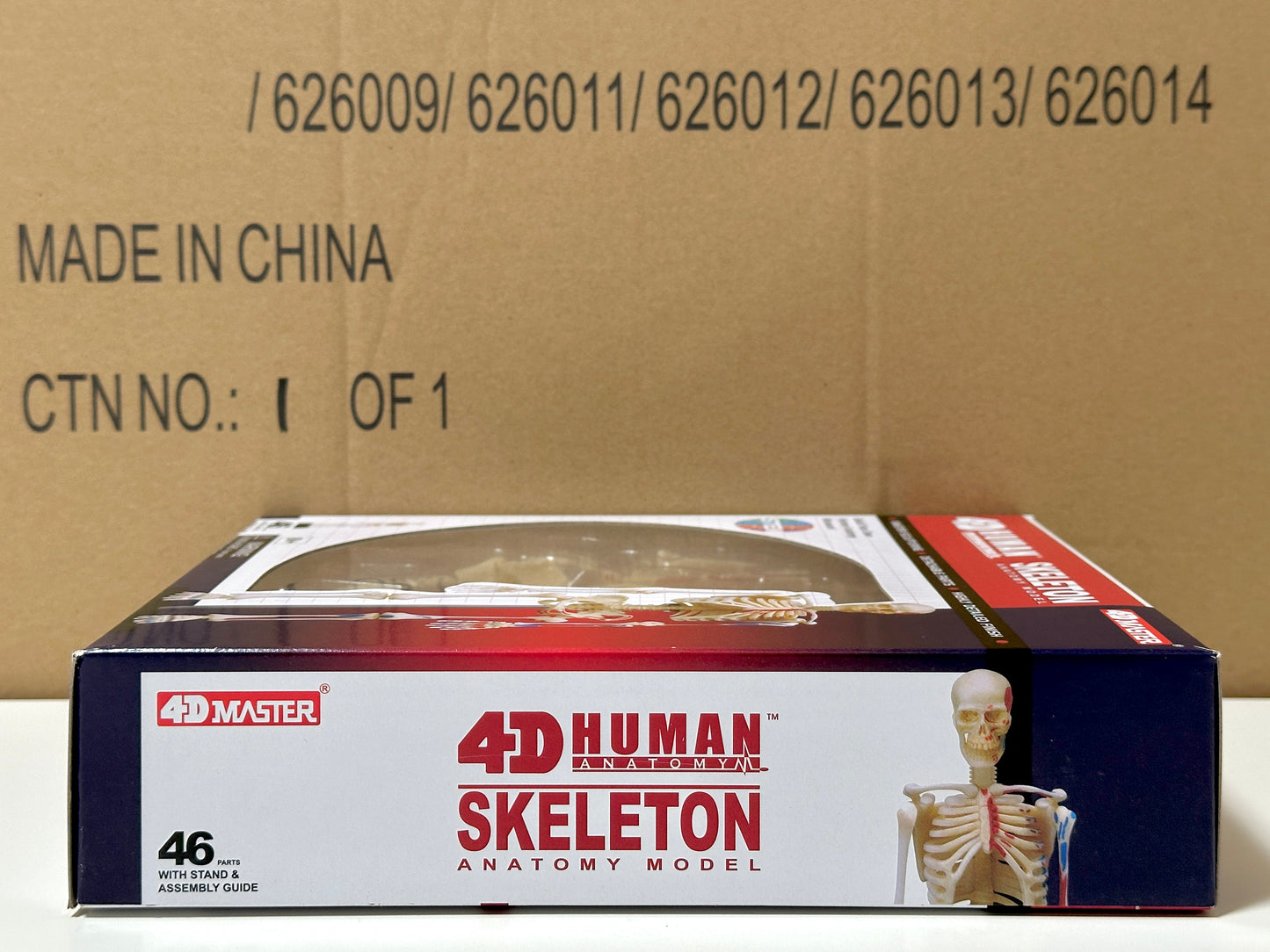 4D Master 626011 Skeleton 人間の骨格 人体解剖モデル 1:8