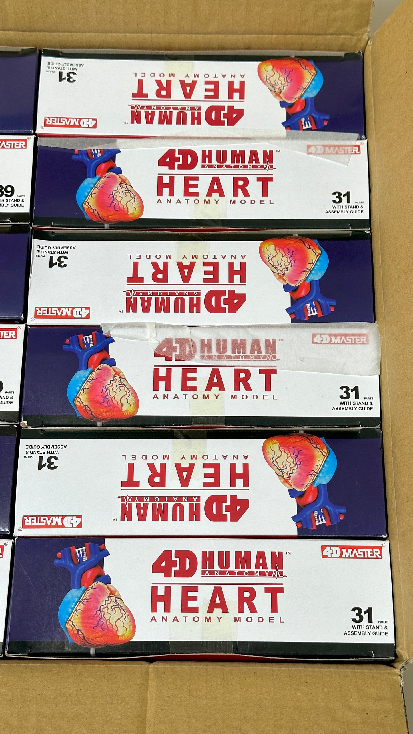 4D Master 626004 Heart 心臓 人体解剖モデル 1:1.6