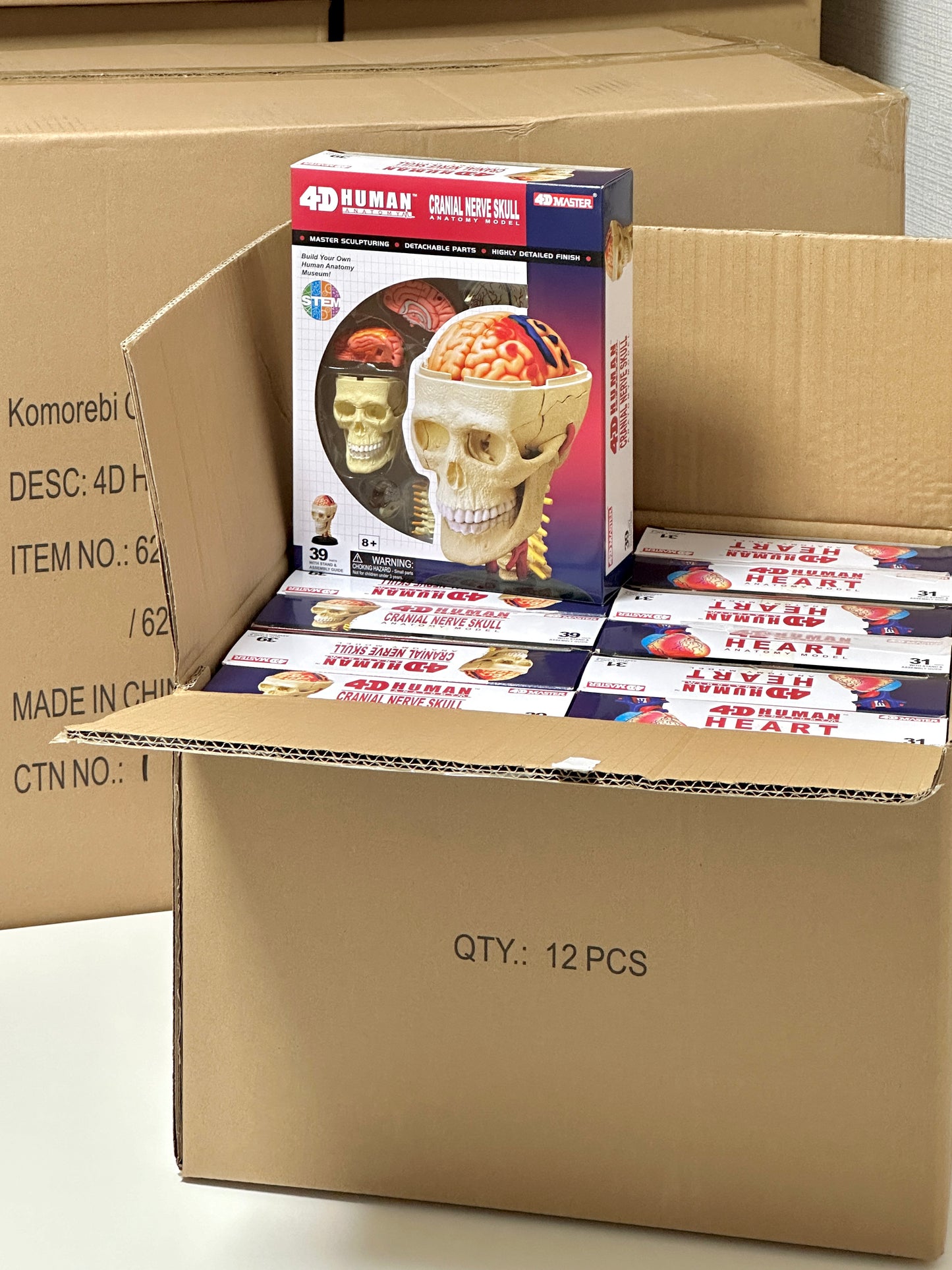 4D Master 626005 Cranial Nerve Skull 脳神経頭蓋骨 人体解剖モデル 1:3