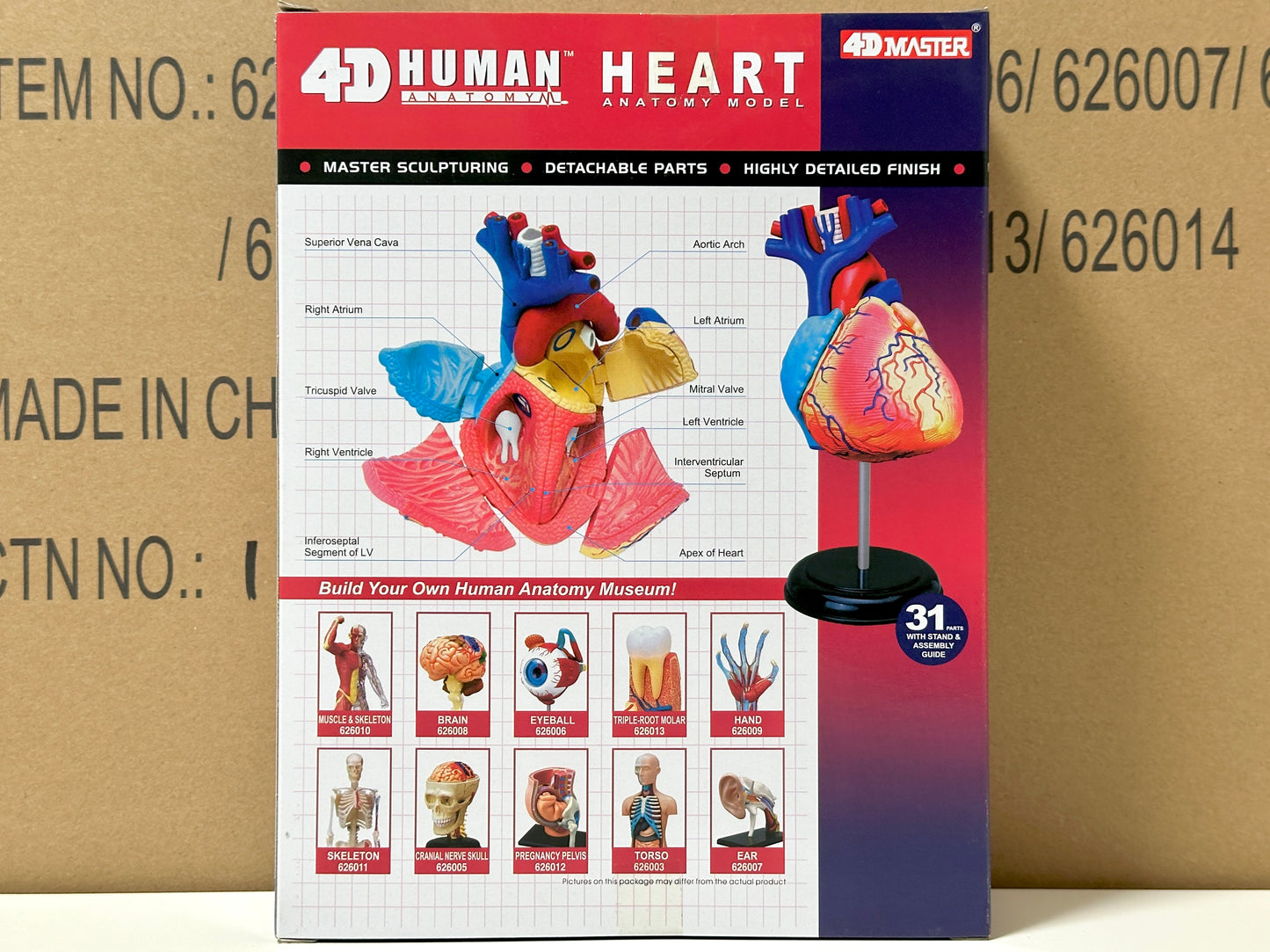 4D Master 626004 Heart 心臓 人体解剖モデル 1:1.6