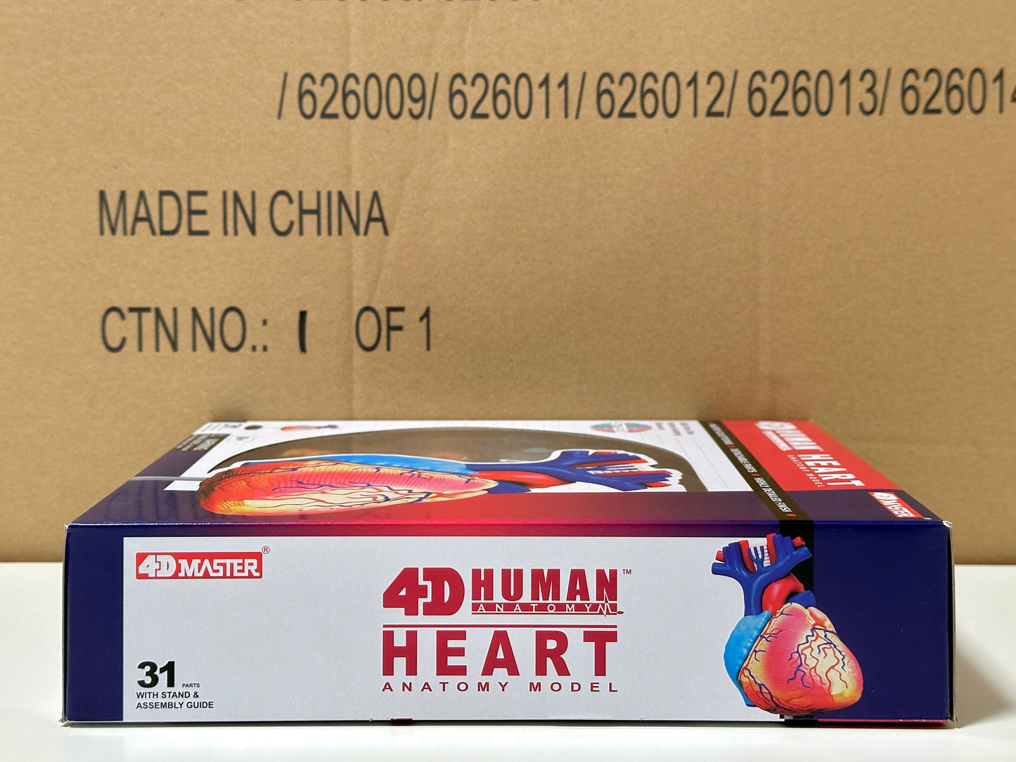4D Master 626004 Heart 心臓 人体解剖モデル 1:1.6