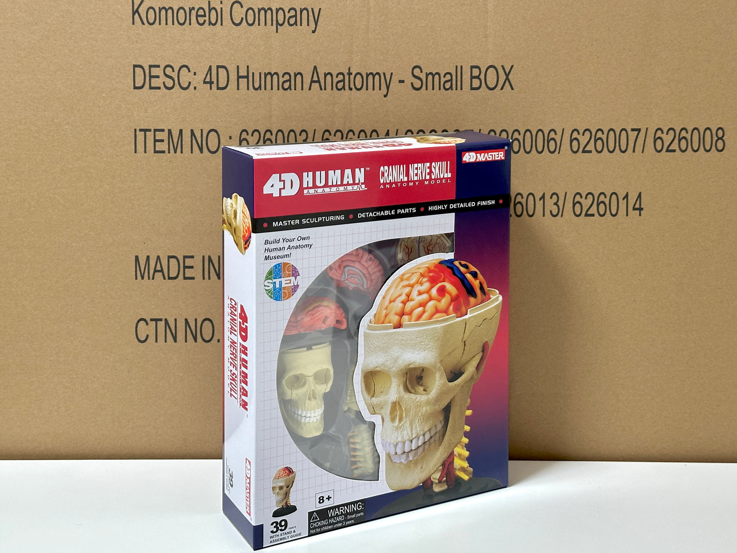 4D Master 626005 Cranial Nerve Skull 脳神経頭蓋骨 人体解剖モデル 1:3