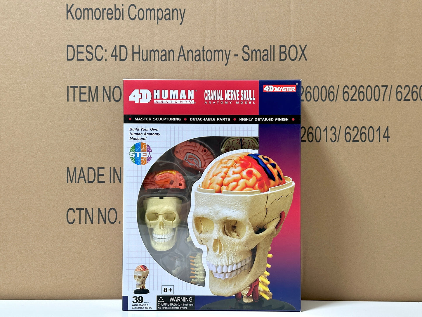 4D Master 626005 Cranial Nerve Skull 脳神経頭蓋骨 人体解剖モデル 1:3