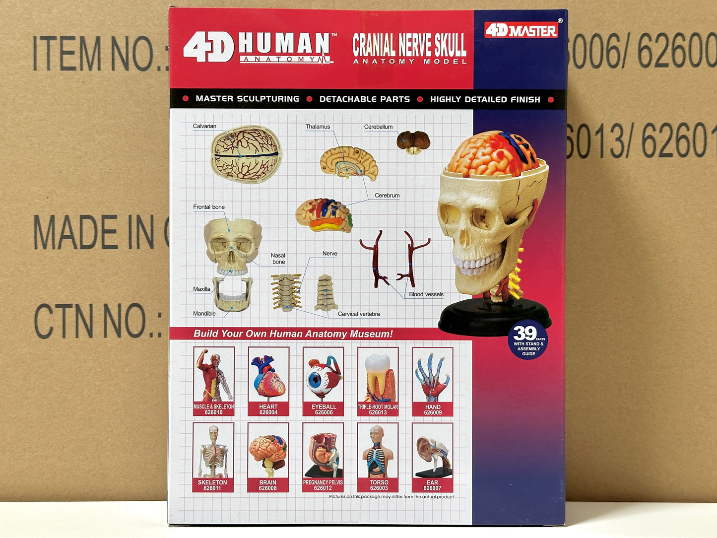 4D Master 626005 Cranial Nerve Skull 脳神経頭蓋骨 人体解剖モデル 1:3