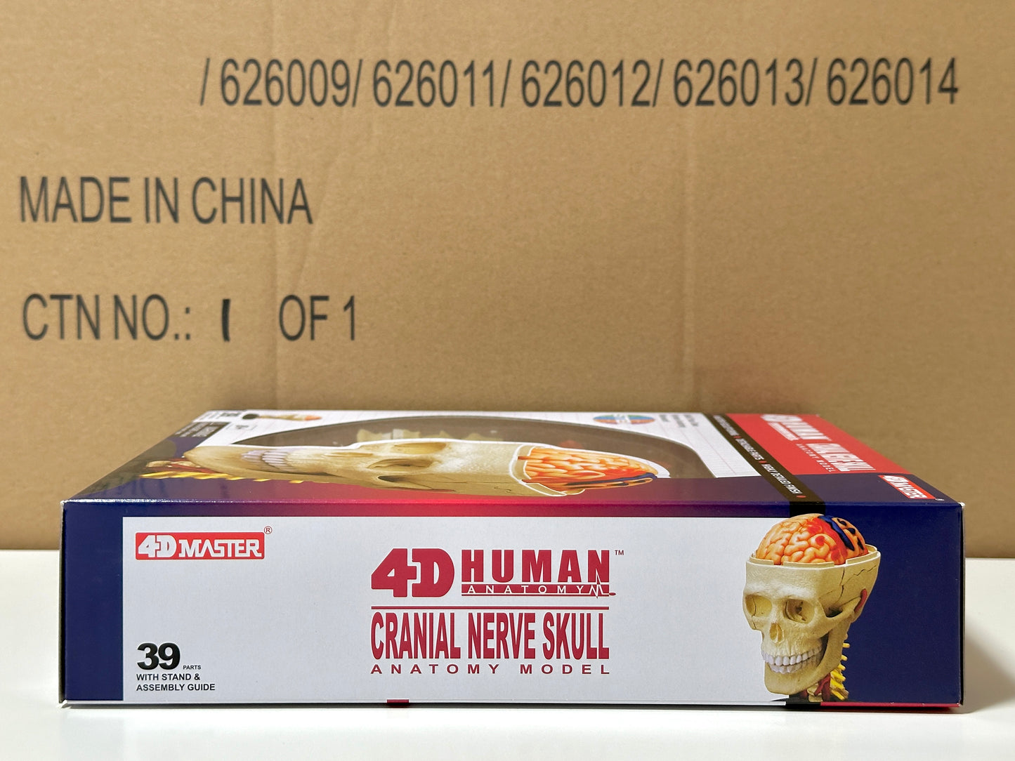 4D Master 626005 Cranial Nerve Skull 脳神経頭蓋骨 人体解剖モデル 1:3