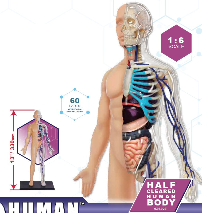4D Master 626203 Half Cleared Human Body 13インチ 人体(半分クリア) 解剖モデル 1:6