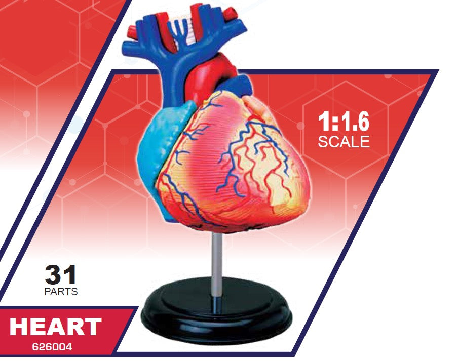4D Master 626004 Heart 心臓 人体解剖モデル 1:1.6