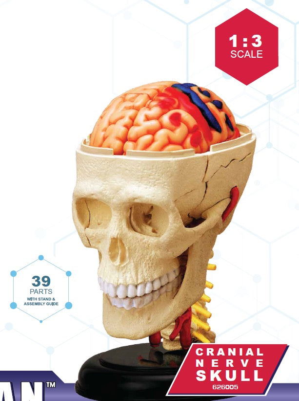 4D Master 626005 Cranial Nerve Skull 脳神経頭蓋骨 人体解剖モデル 1:3