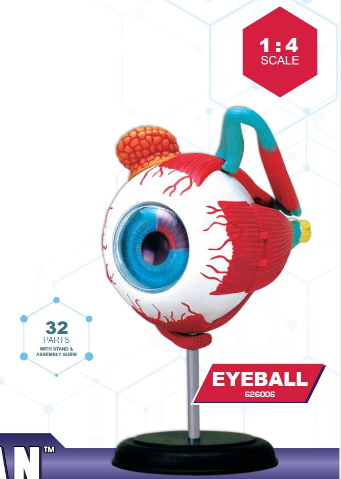 4D Master 626006 Eyeball 眼球 人体解剖モデル 1:4