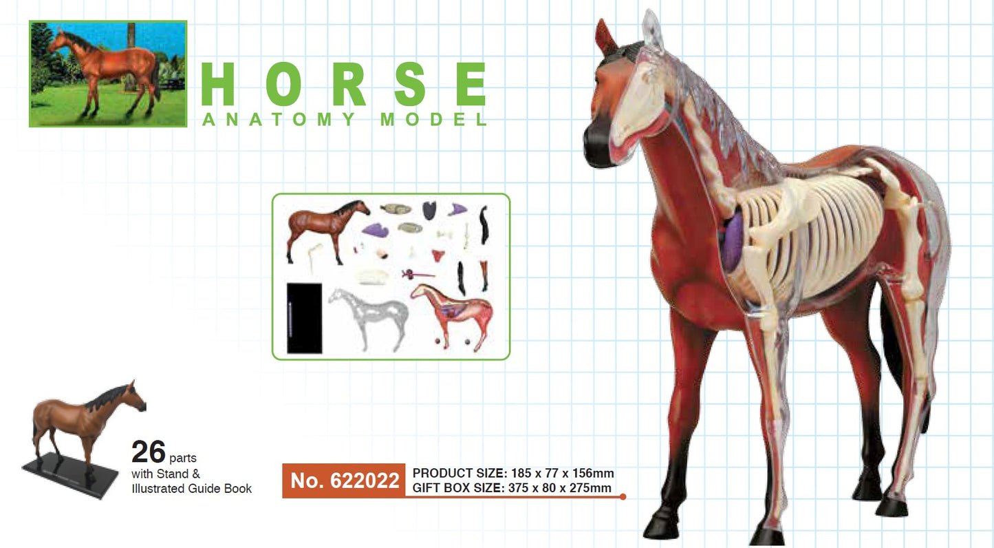4D Master 622022 Horse 馬 ウマ 解剖モデル