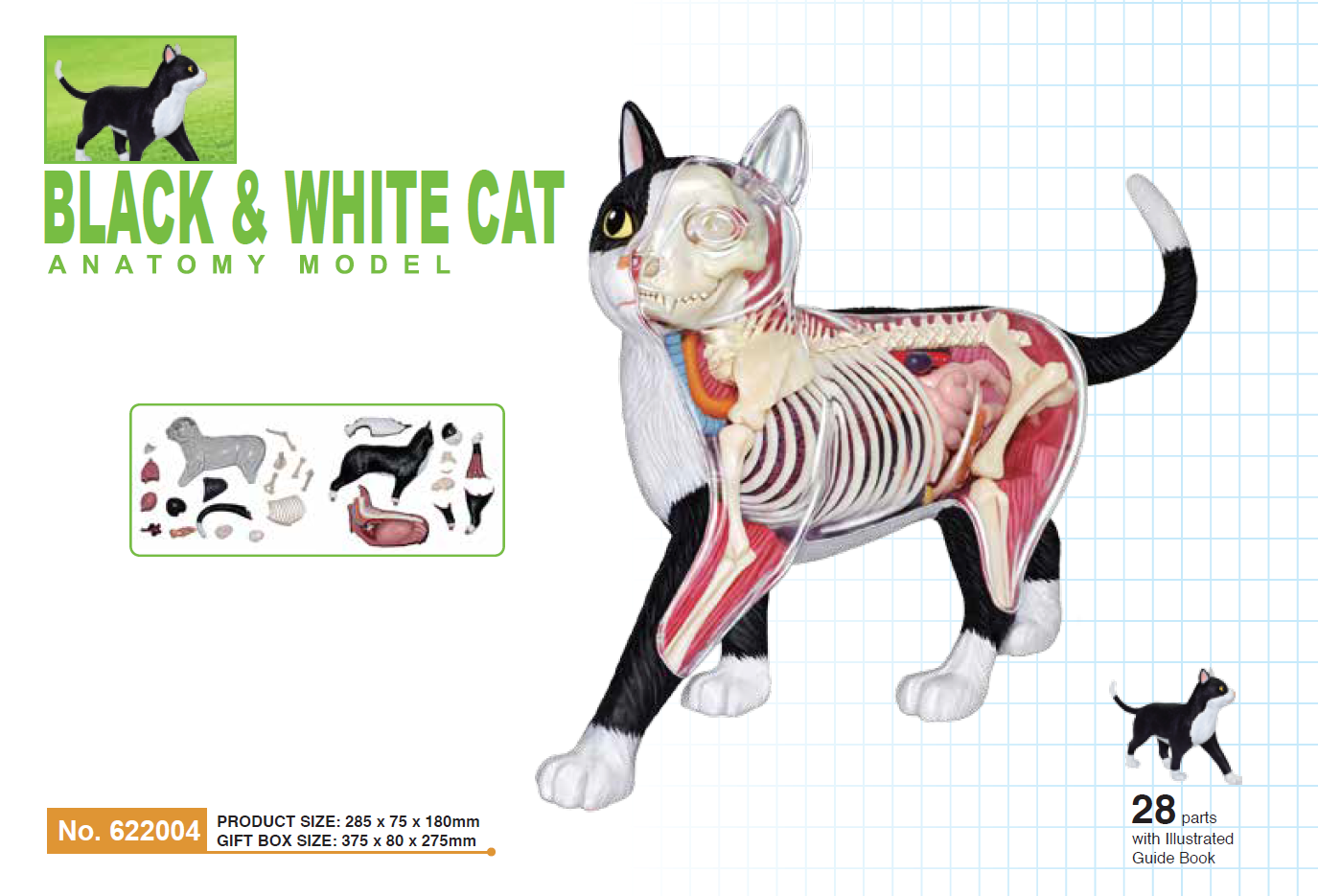 4D Master 622004 Black and White Cat 白黒猫 解剖モデル