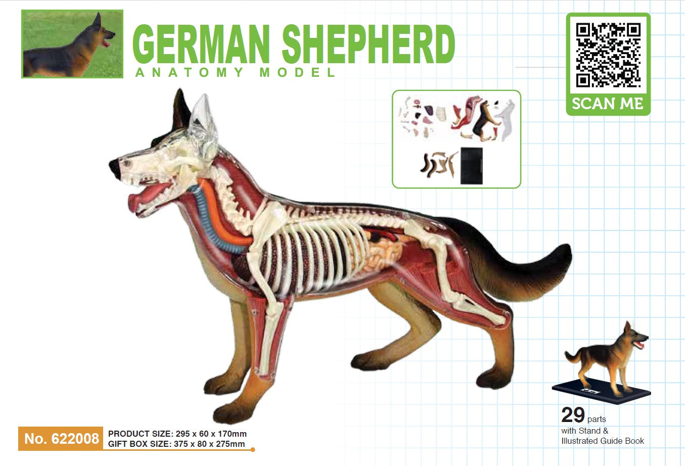 4D Master 622008 German Shepherd 犬(ジャーマンシェパード)解剖モデル