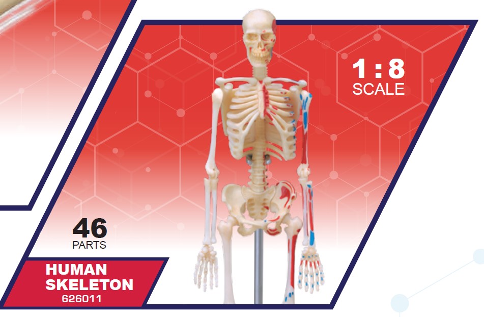 4D Master 626011 Skeleton 人間の骨格 人体解剖モデル 1:8