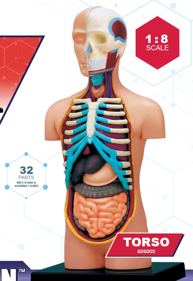4D Master 626003 Torso 人体胴体 解剖モデル 1:8