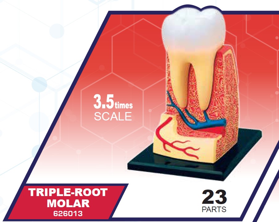 4D Master 626013 Triple Root Molar 三根大臼歯 人体解剖モデル 3.5:1