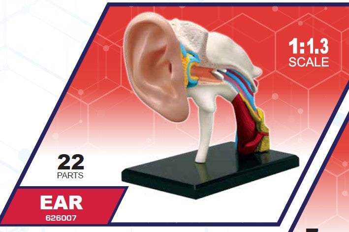 4D Master 626007 Ear 耳 人体解剖モデル 1:1.3