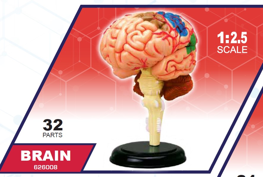 4D Master 626008 Brain 人間の脳 人体解剖モデル 1:2.5