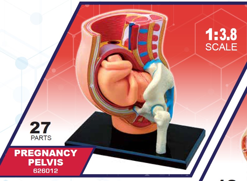 4D Master 626012 Pregnancy Pelvis 妊娠骨盤 人体解剖モデル 1:3.8